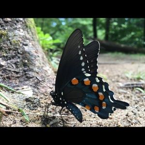 Meet your Posher, Carrie